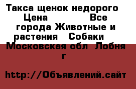 Такса щенок недорого › Цена ­ 15 000 - Все города Животные и растения » Собаки   . Московская обл.,Лобня г.